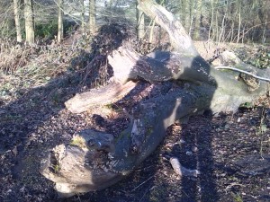 Crocodilelog